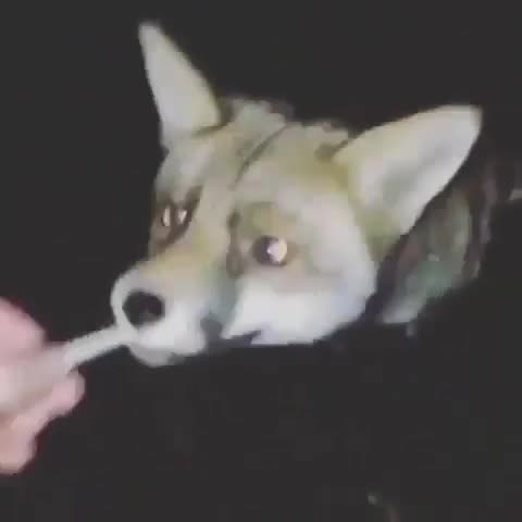 Random shit on my phone 131. Literally a bunch of random . Some may be cringe, some may be morbid, some may be ear rape and stupid as hell, some may make you qu